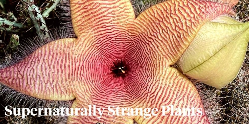 World S Most Strange And Weirdest Plants You Won T Believe Exist