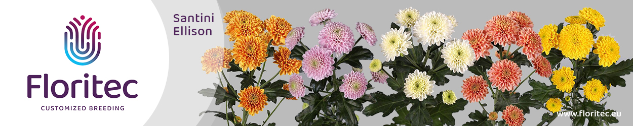 Floritec Banner on Thursd Santini Ellison 01