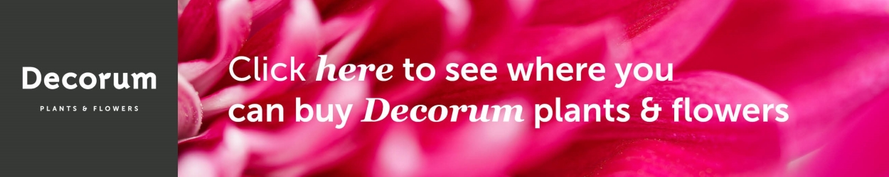 Decorum Banner on Thursd 2022-02