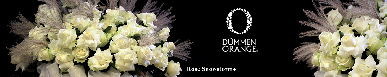 Banner Dümmen Orange Rose Snowstorm+ 2021-01