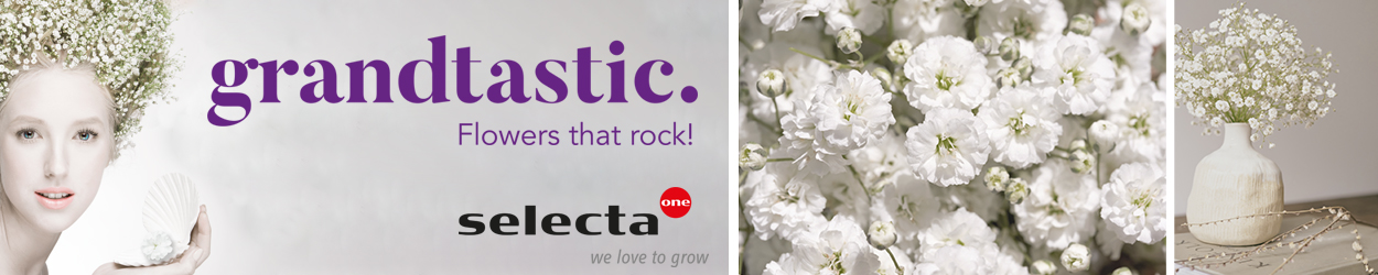 Selecta One banner on Thursd - Gypsophila Grandtastic