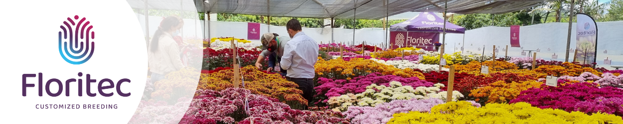 Floritec Chrysanthemum Trials Colombia banner on Thursd