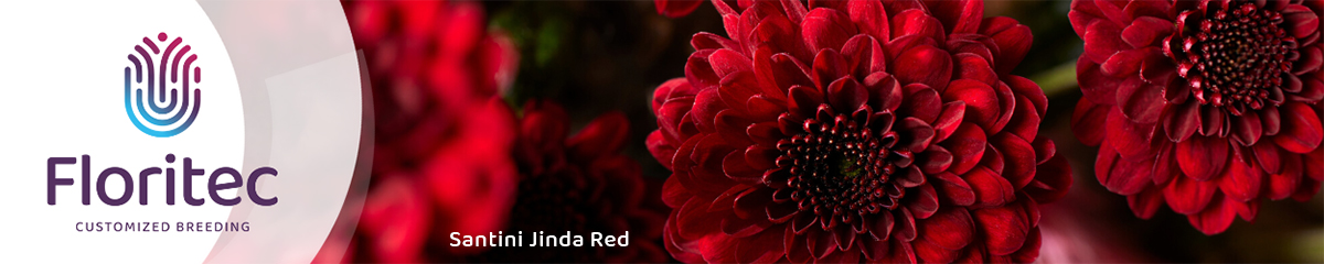 Santini Jinda Red by Floritec banner on Thursd