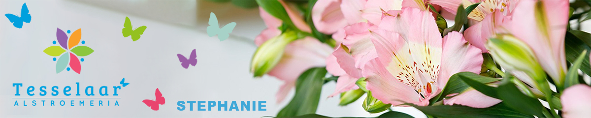  Tesselaar Alstroemeria Stephanie Banner