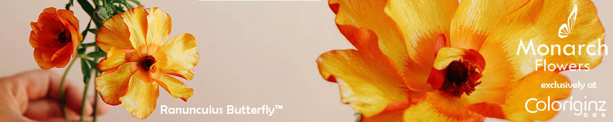 Banner_Coloríginz_Ranunculus_Butterfly_Desktop_on_Thursd