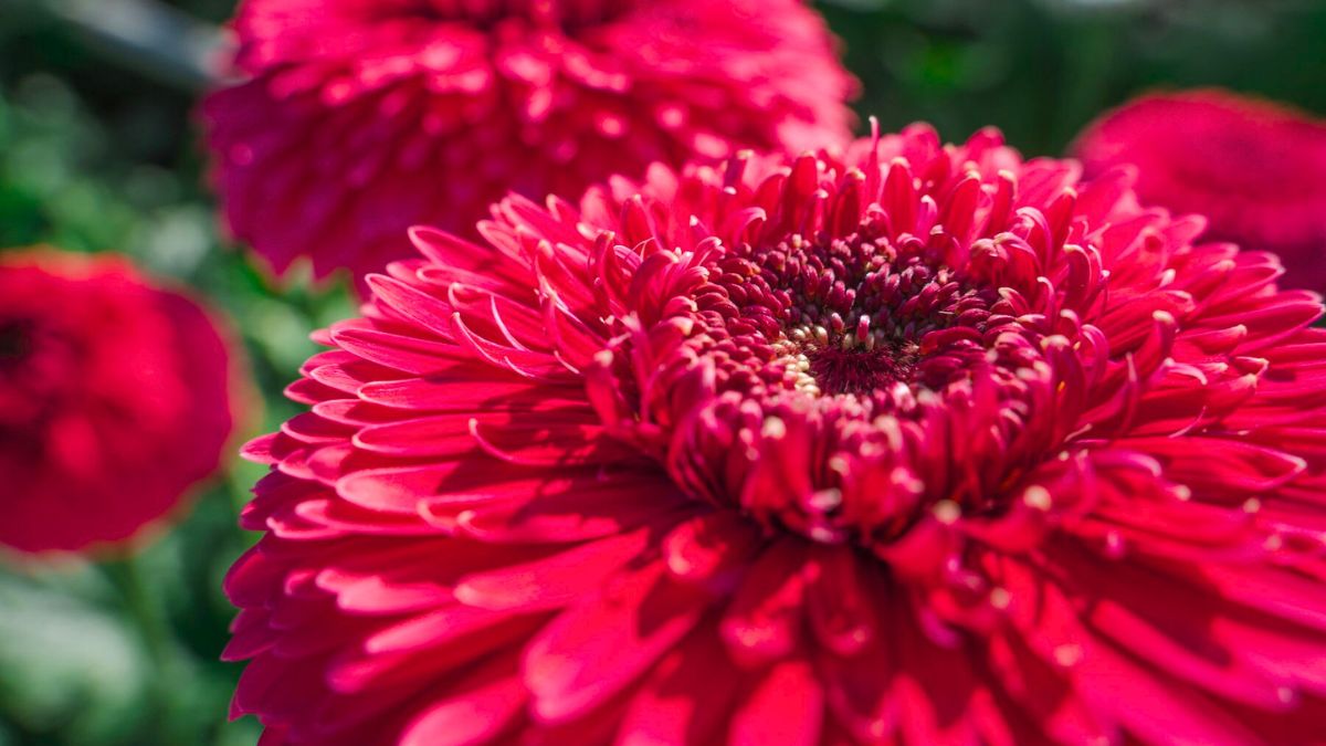 Gerbera Scar by Decorum