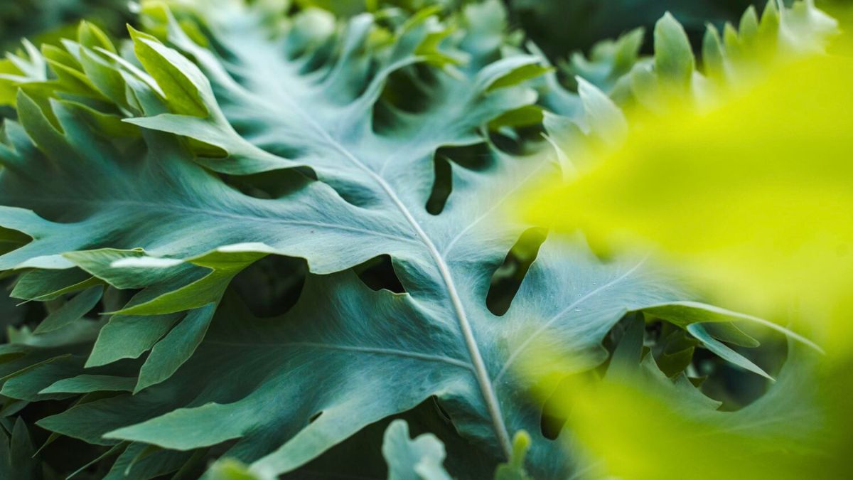 Phlebodium Davana by Decorum