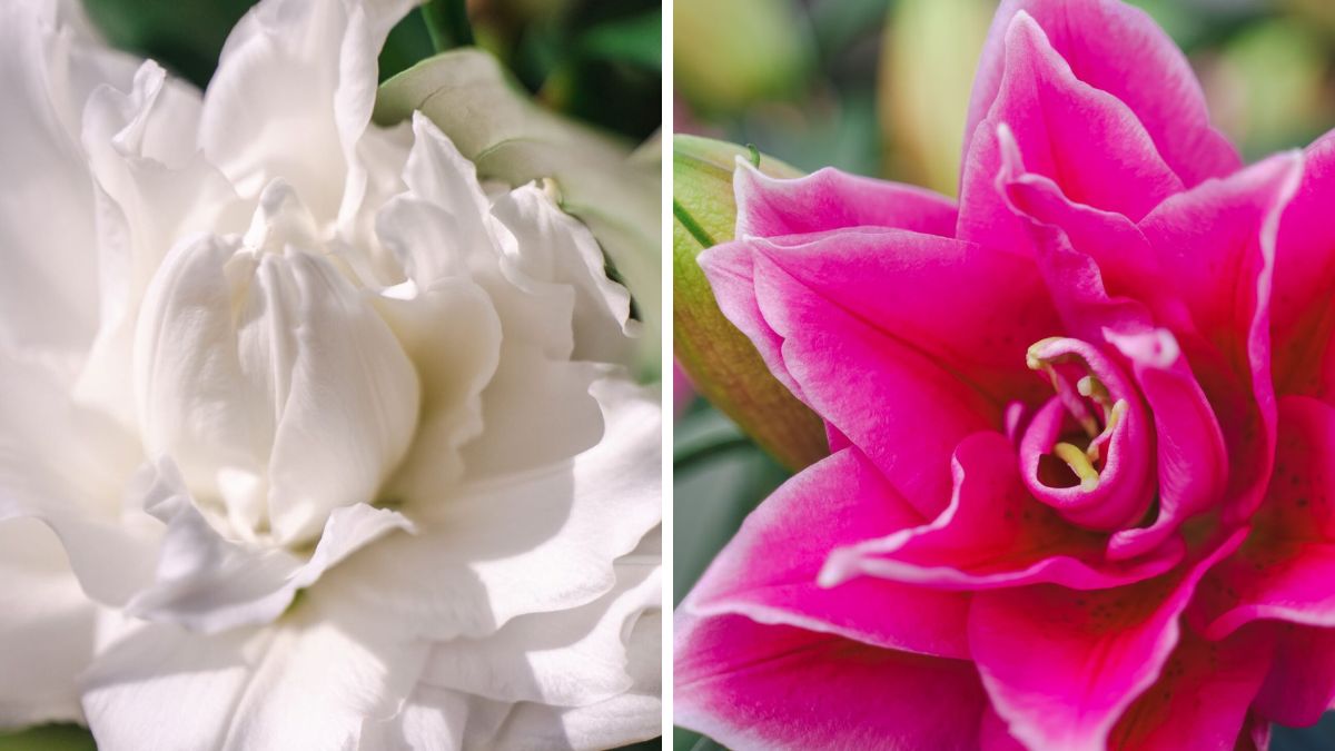 Roselily Nadia and Manouska by Decorum