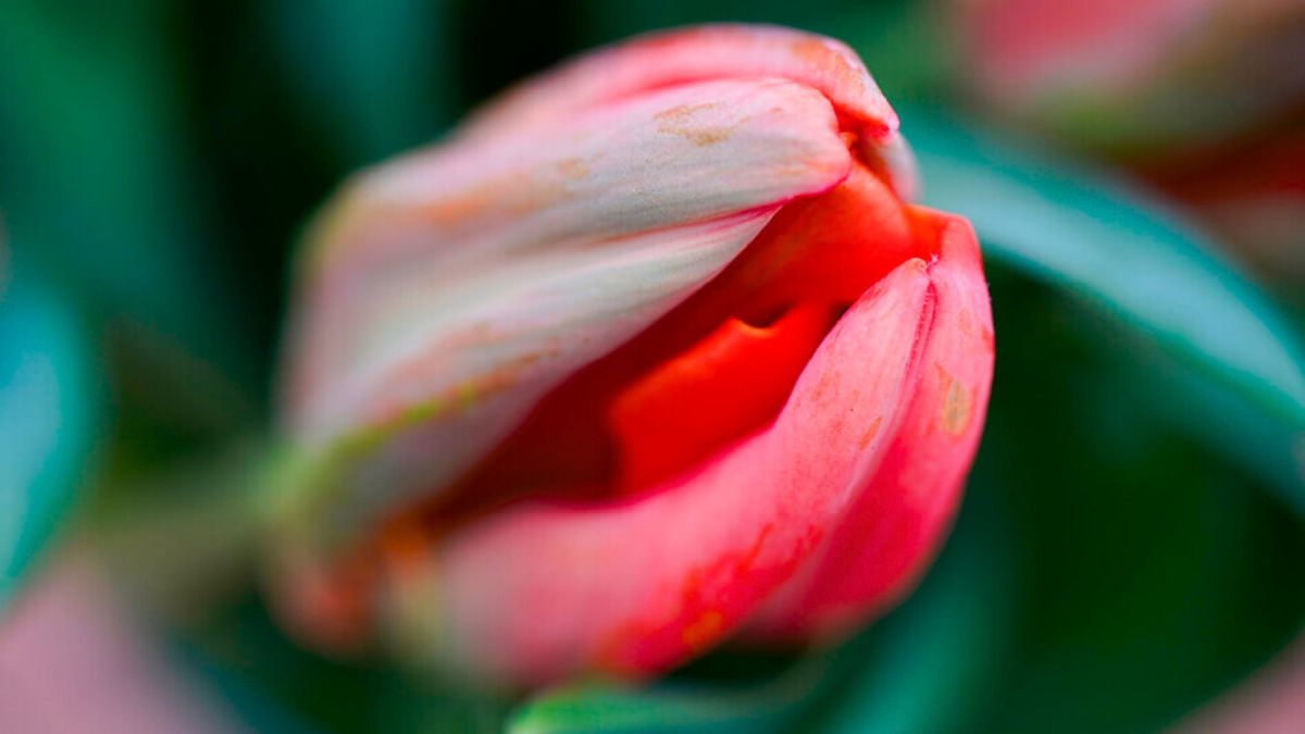 Tulipa Ad Rem Parrot by Decorum