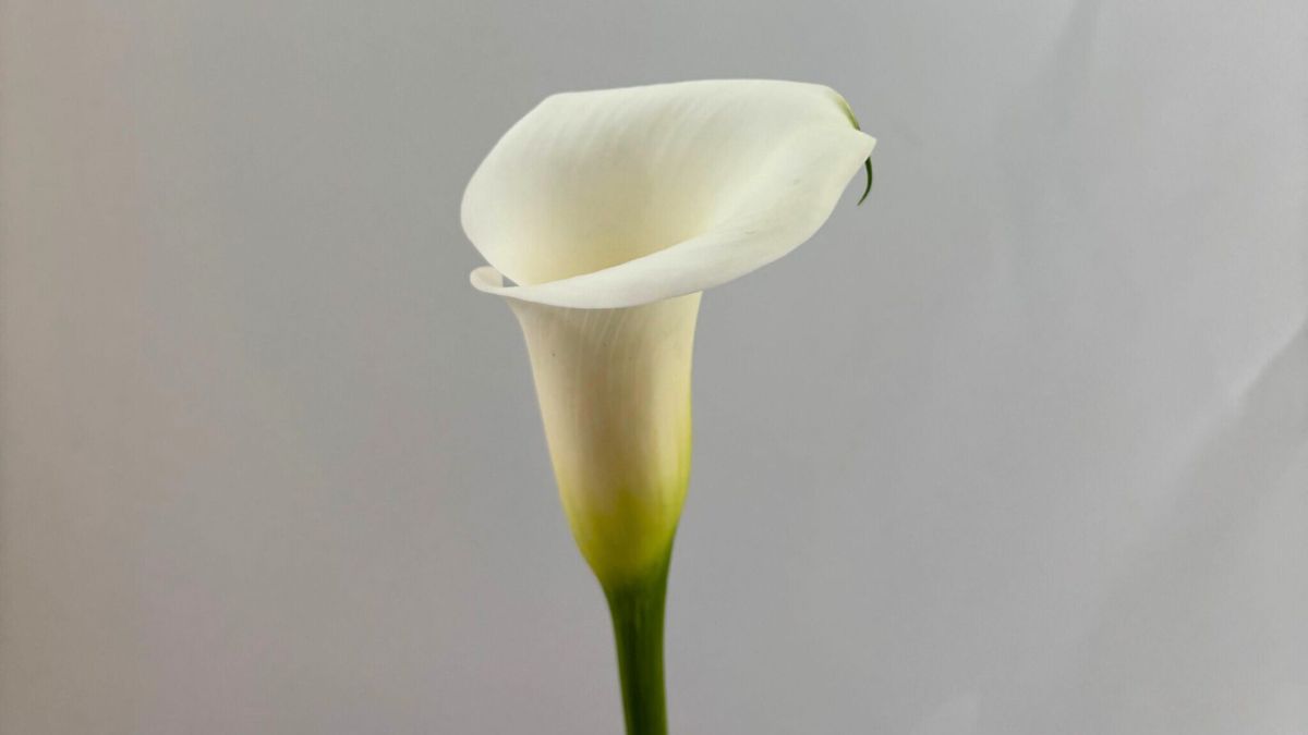 Calla Ivory Art by Decorum
