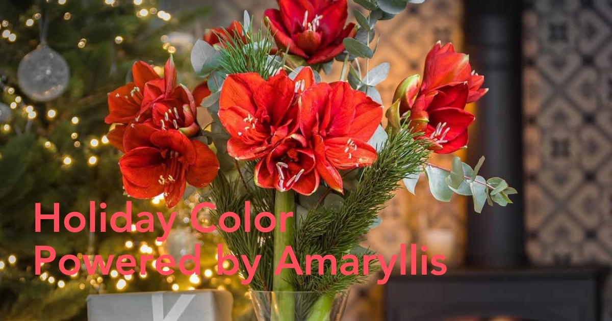 Red Amaryllis for Christmas