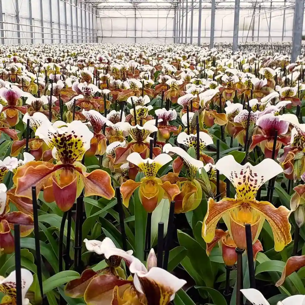 Paphiopedilum orchids by VB plant