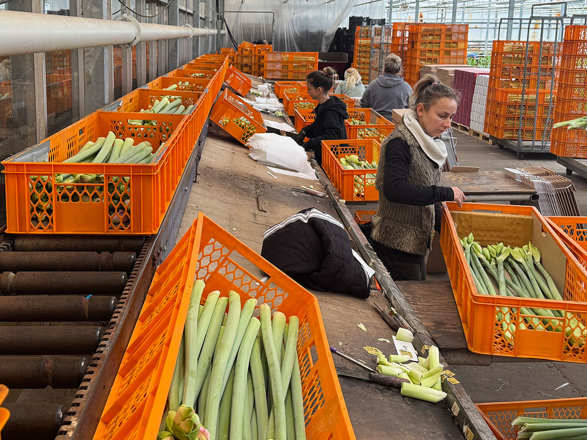 Wijnen Amaryllis conveyor belt warehouse