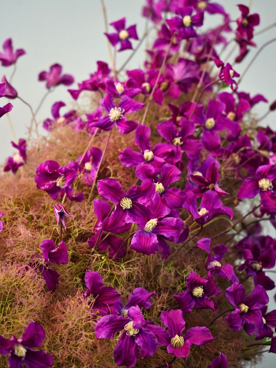 Marginpar&rsquo;s Floral Trends 2026 Feature the Vision of Mike Boerma - Thursd Article