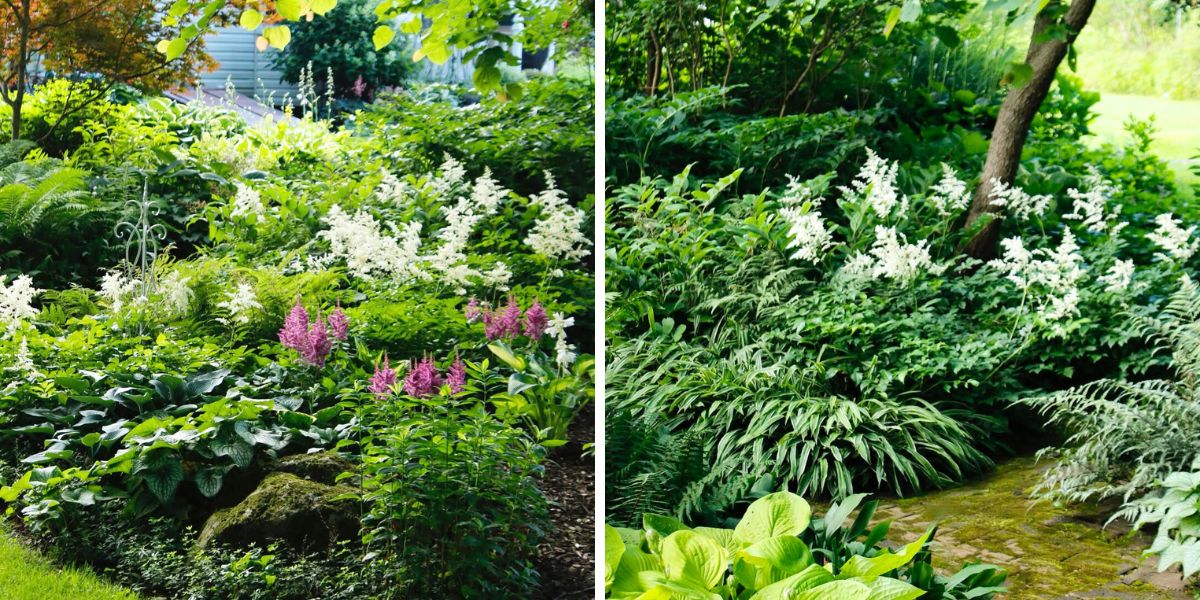 Shade gardens with green tones