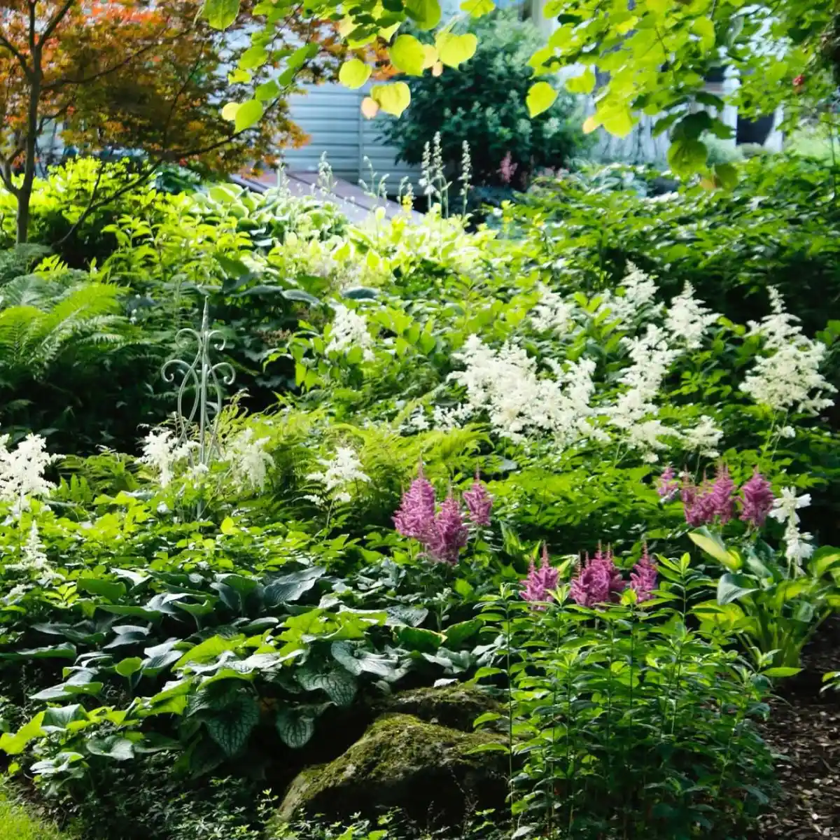 Shade garden with plants and flowers