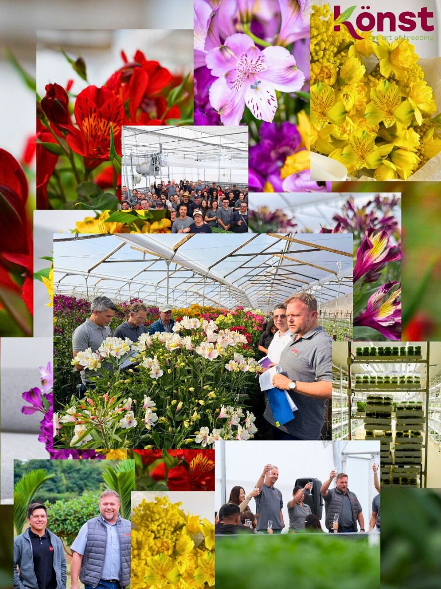 Könst Alstroemeria Celebrates a Week of Progress and Connection in Colombia