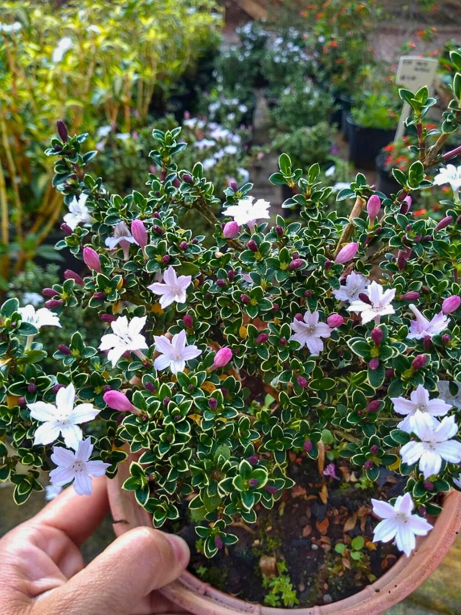 Serissa foetida originates from open subtropical woodlands and wet meadows in southeast Asia