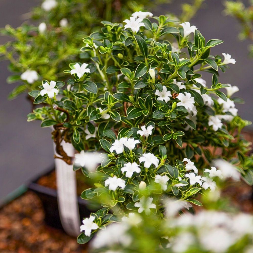 Serissa Foetida Bonsai Tree of a Thousand Stars