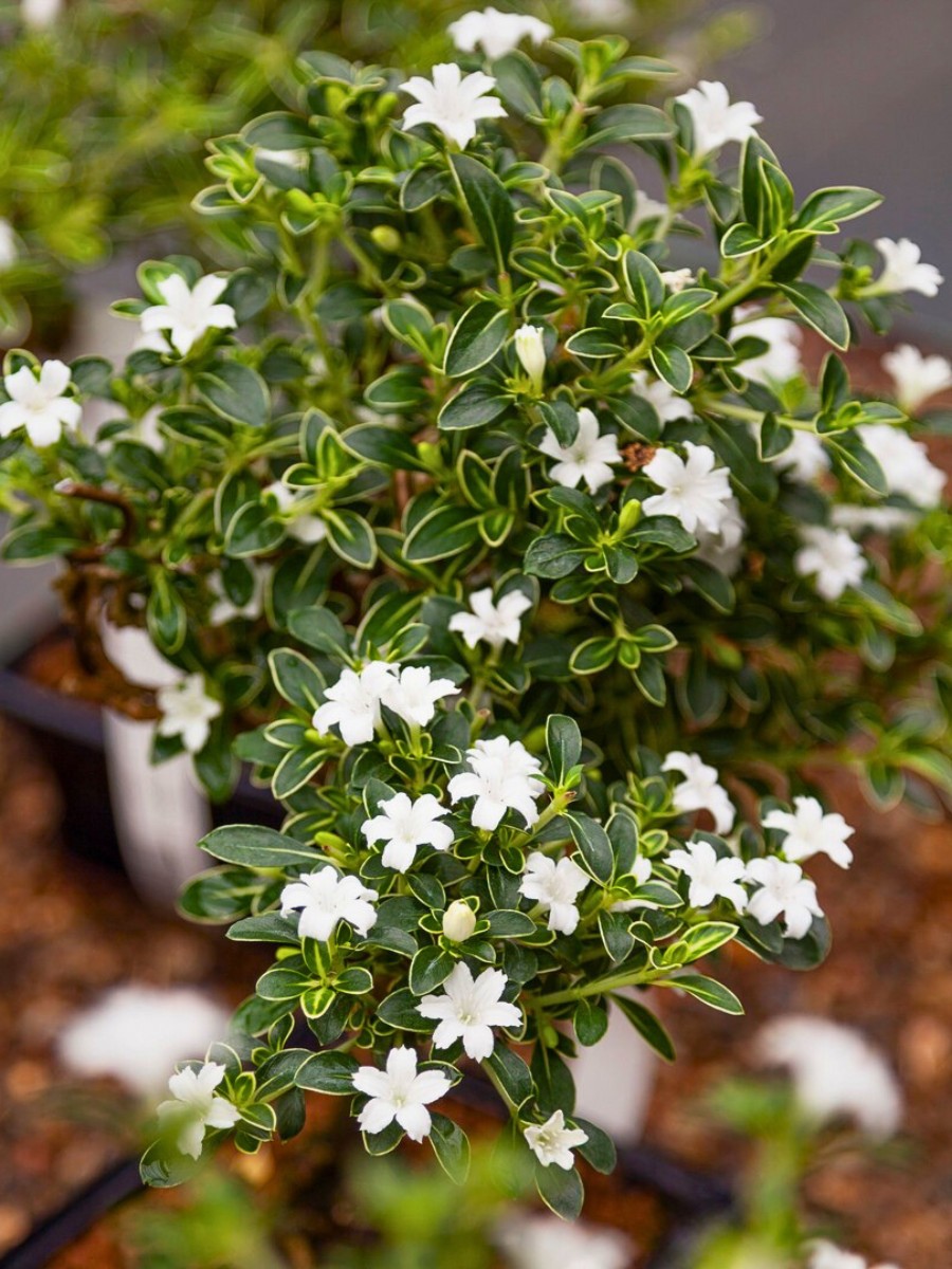 The Japanese boxthorn also called Serissa Japonica in full bloom