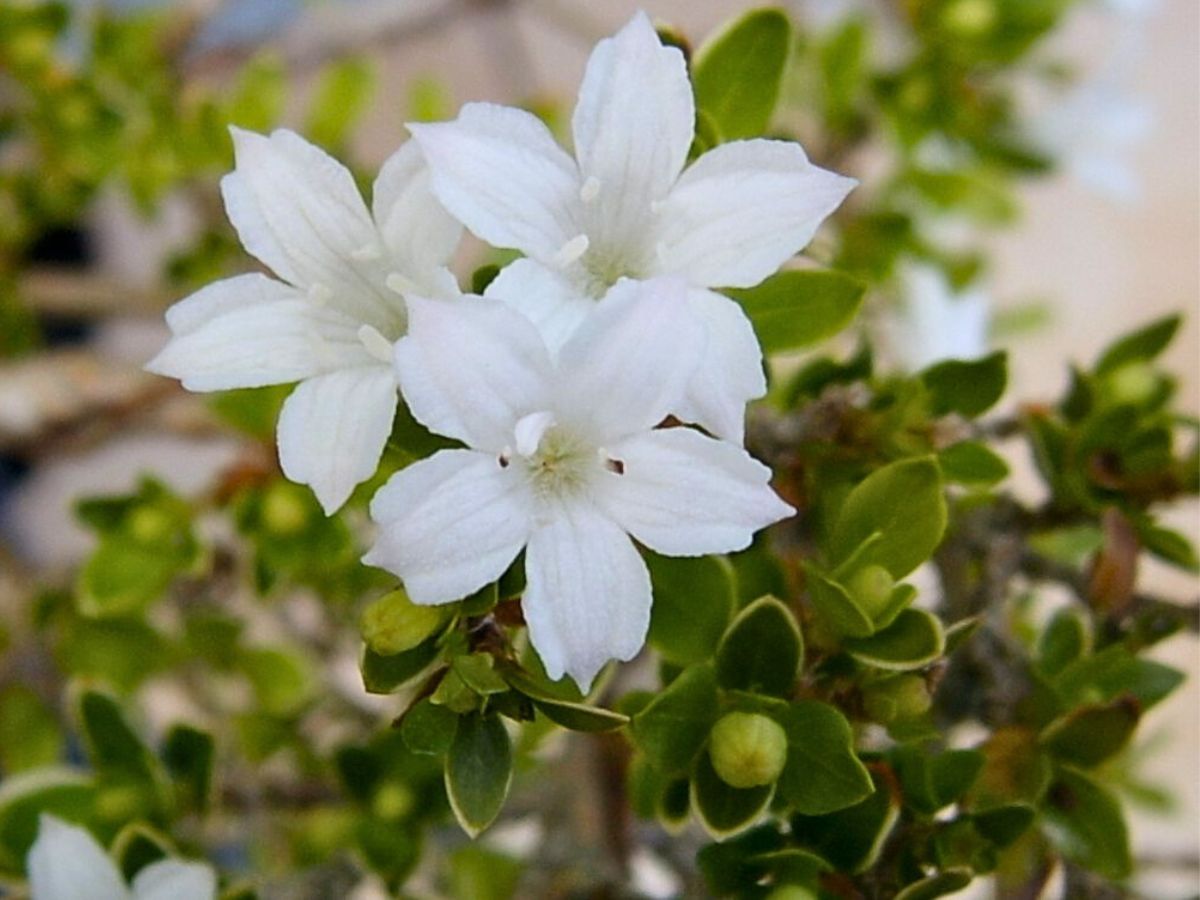 Serissa foetida, better known as the tree of a thousand stars or snowrose
