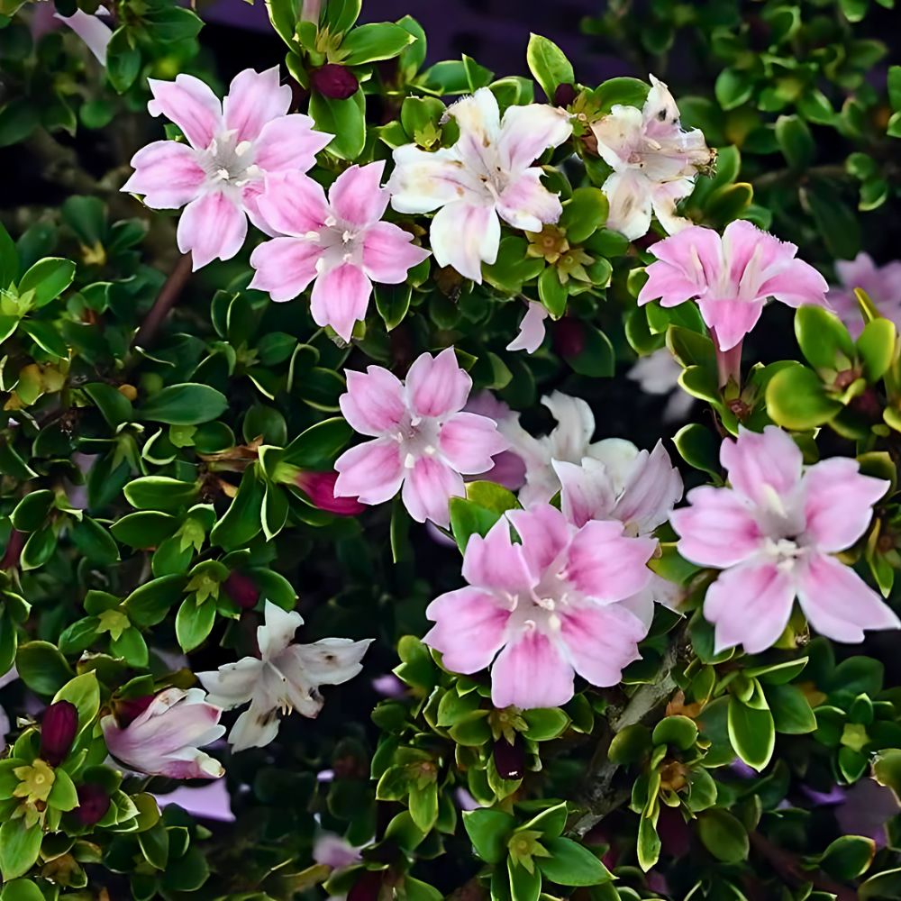 Serissa Foetida, the Delightful Bonsai Tree of a Thousand Stars