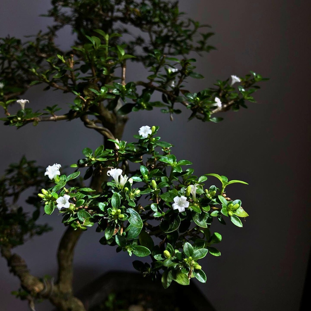 The Serissa foetida also called the tree of a thousand stars