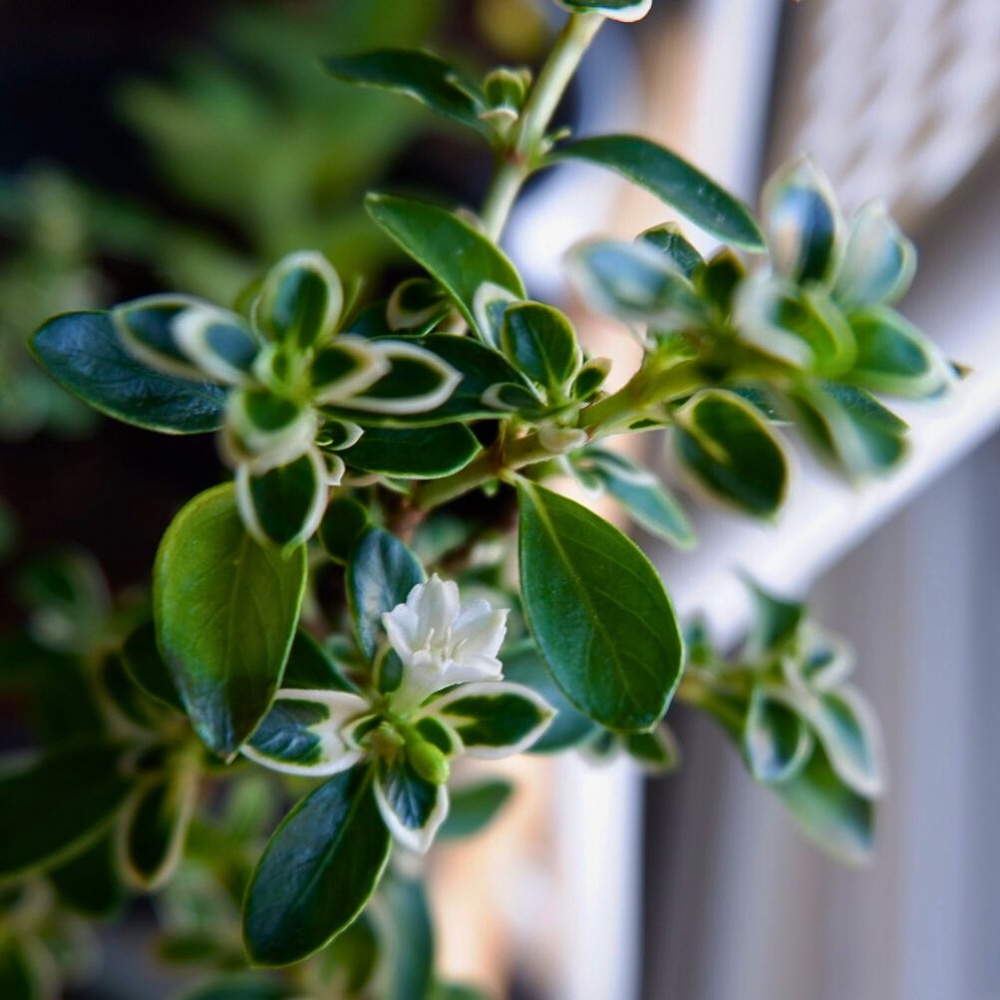 Serissa foetida bonsai tree works well in several traditional bonsai styles
