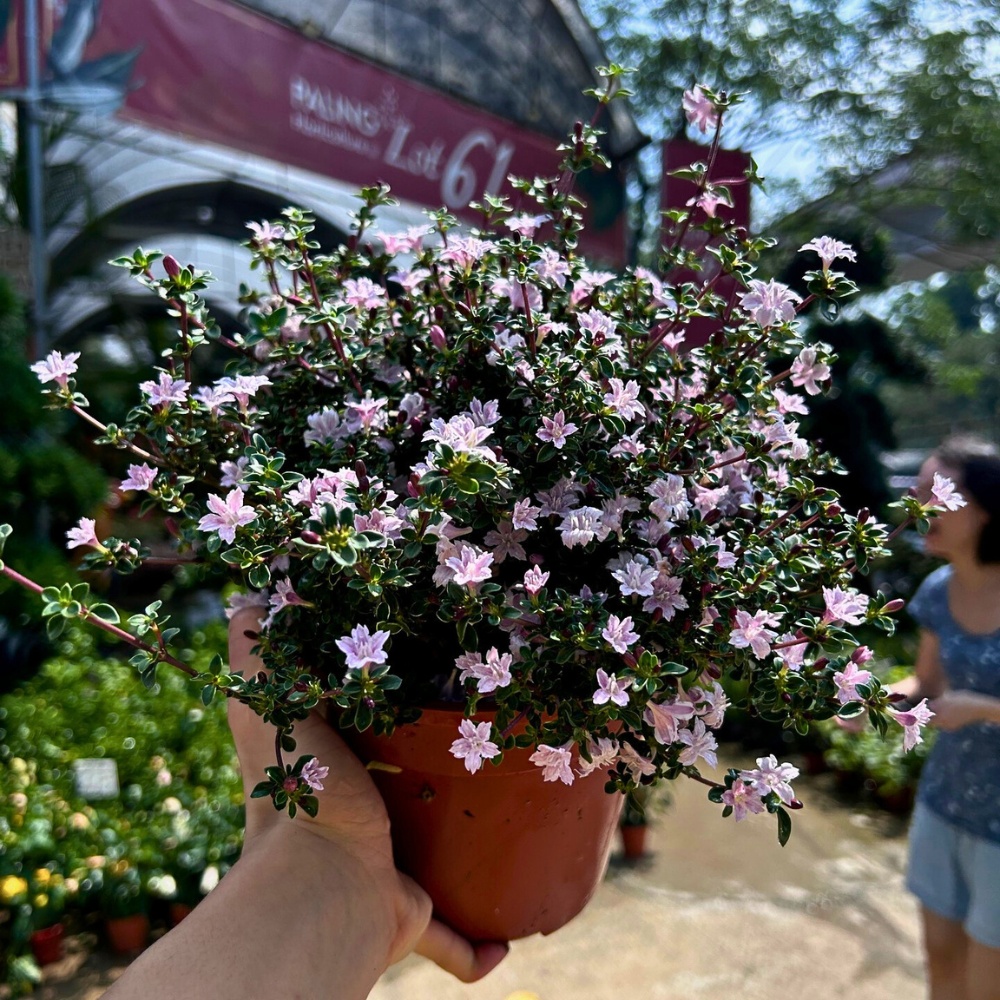 The flowers of the Serissa foetida also called the tree of a thousand stars