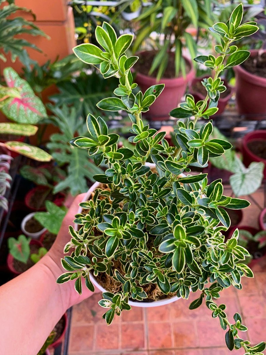 Serissa tolerates hard pruning well