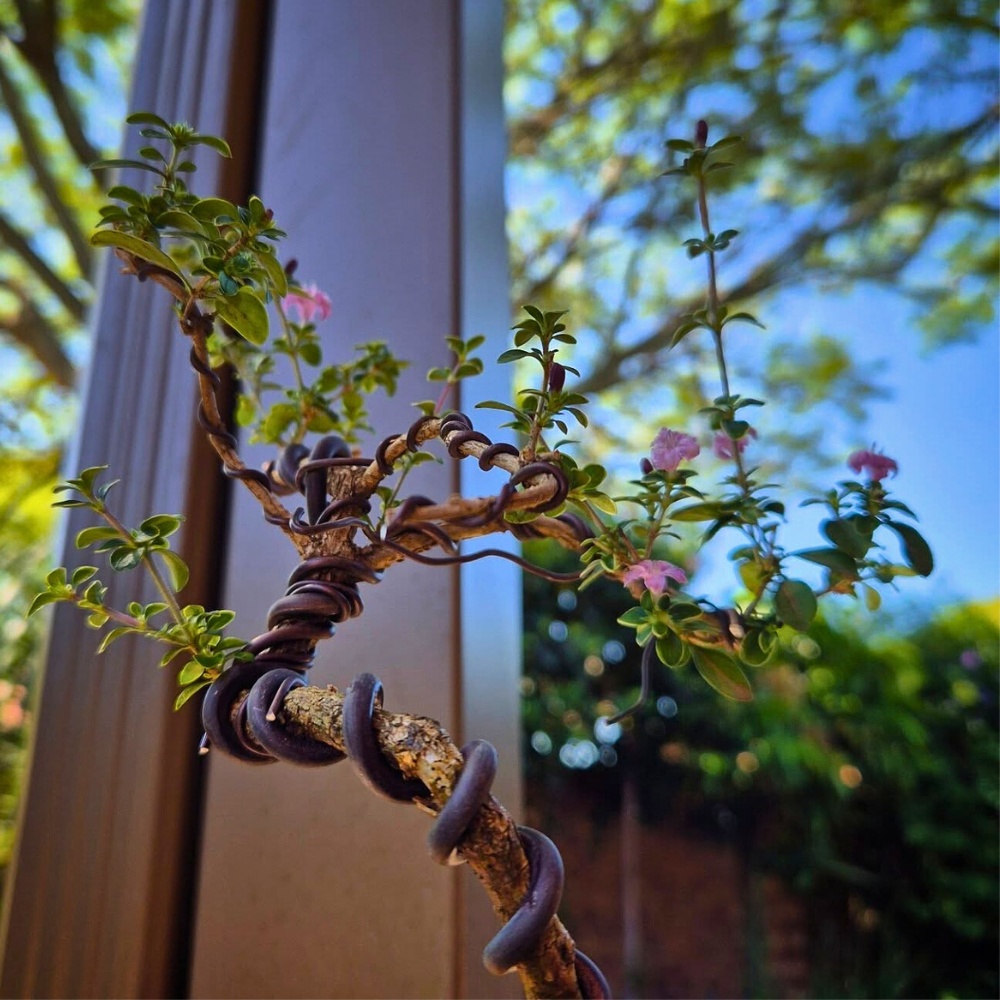 Serissa foetida bonsai tree works well in several traditional bonsai styles