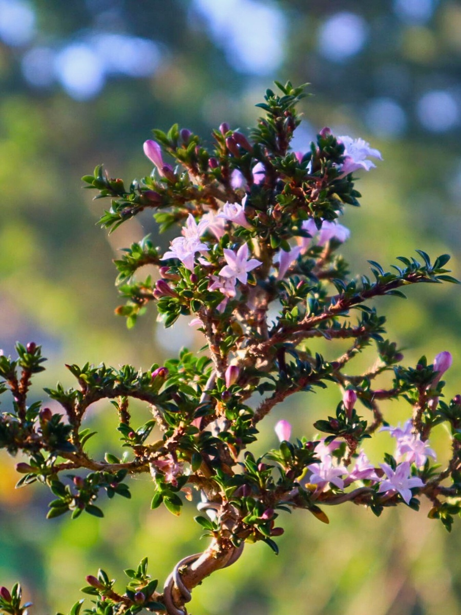 Serissa tolerates hard pruning well. The plant responds to trimming by producing new buds