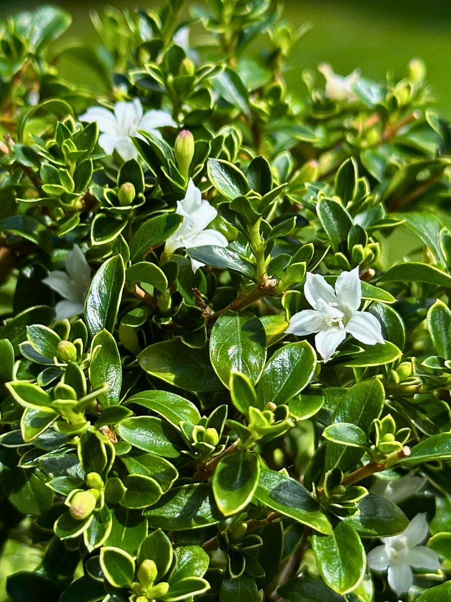 Regular maintenance pruning helps maintain the desired form and encourages the Serissa's compact tree shape