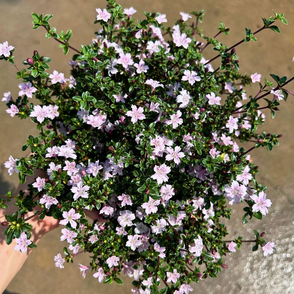 Serissa japonica is the sole species in the Serissa genus of the Rubiaceae family.