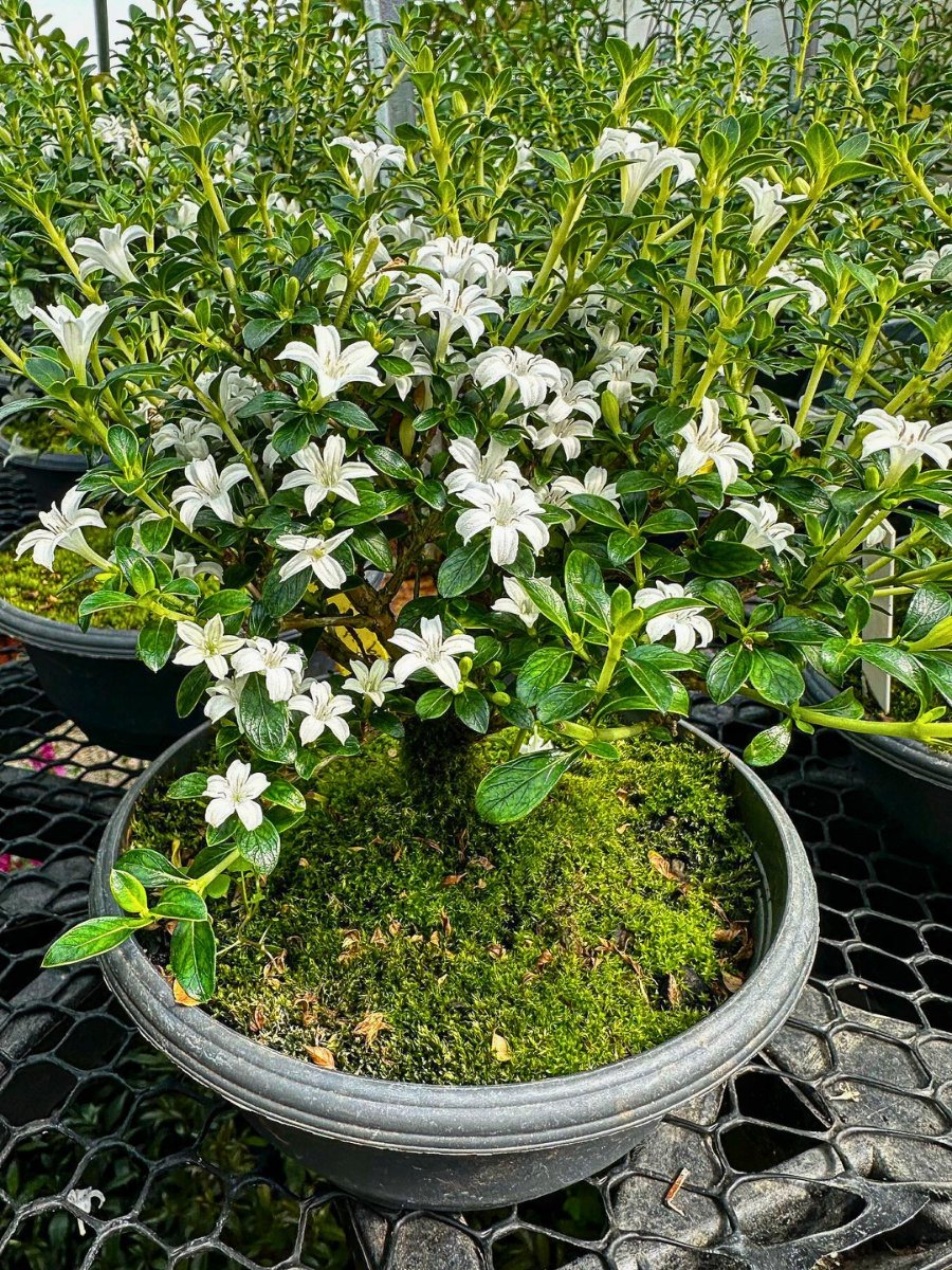 Serissa foetida bonsai plants cultivation