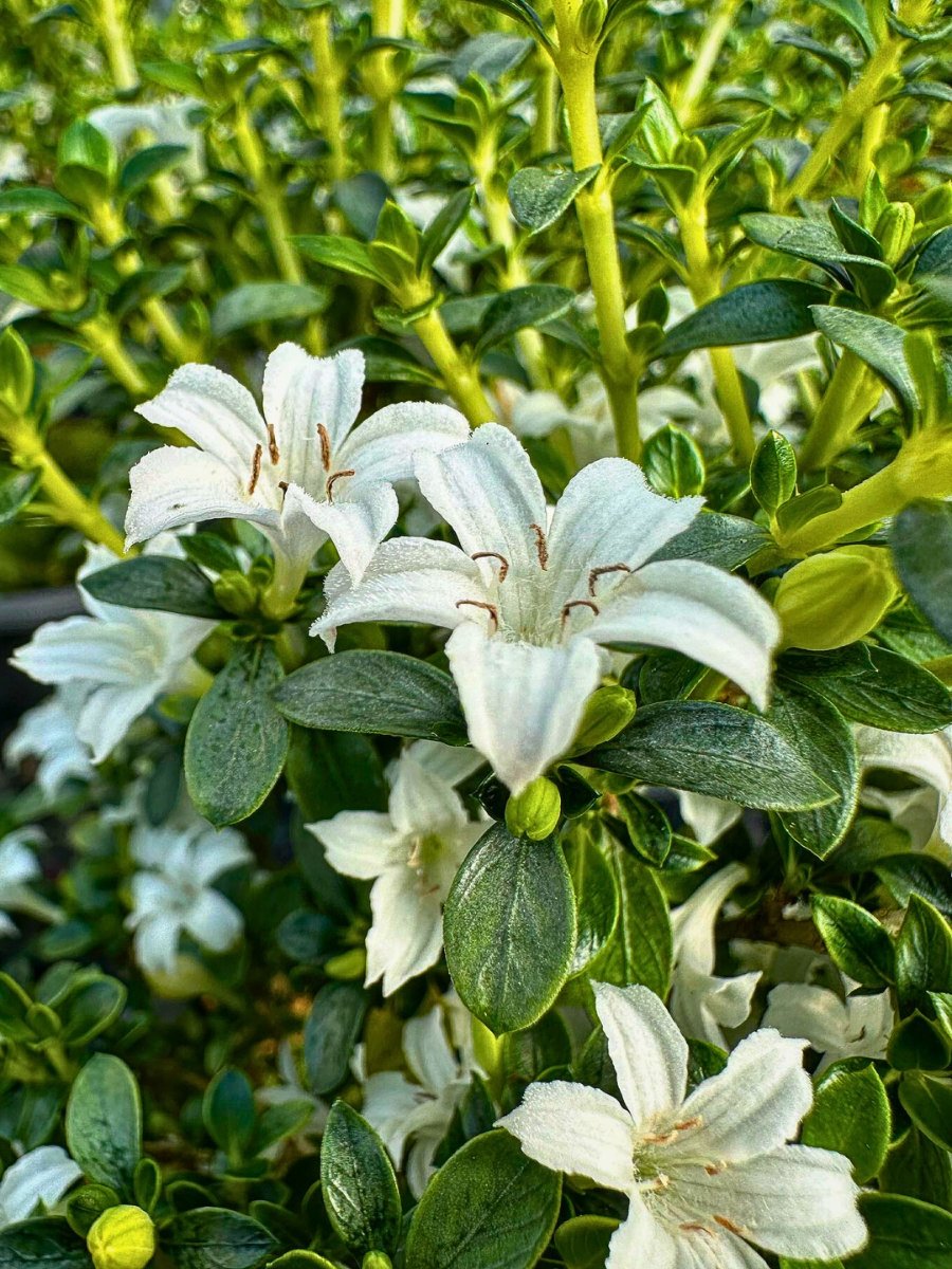 Blooming Serissa foetida bonsai plants cultivation