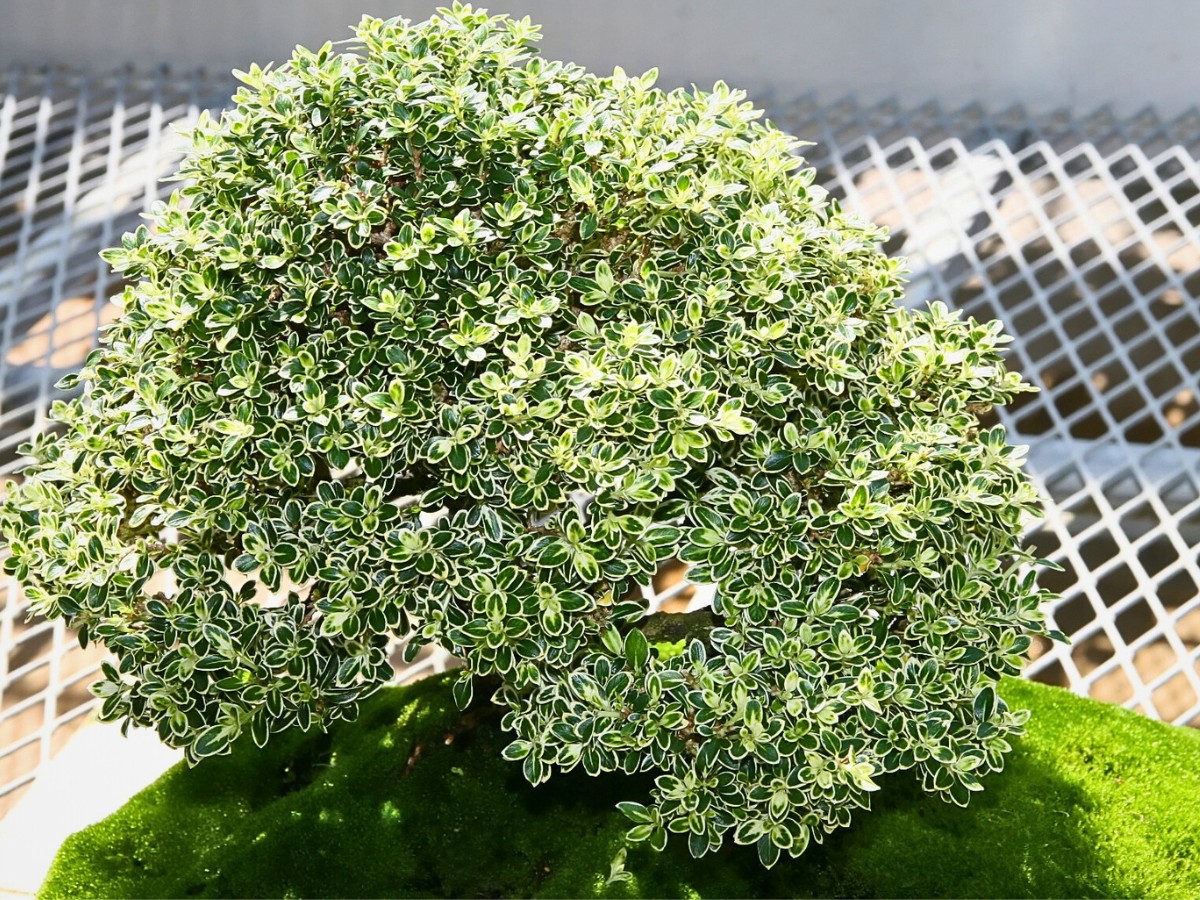 Serissa bonsai deserves its popularity among those who appreciate its generous nature and appealing appearance
