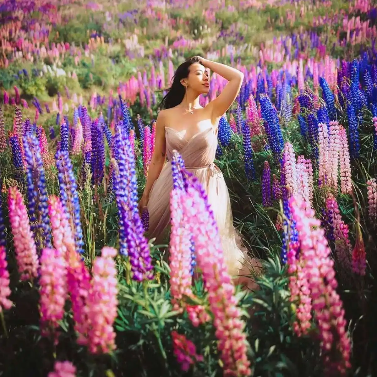 New Zealand lupin flowers