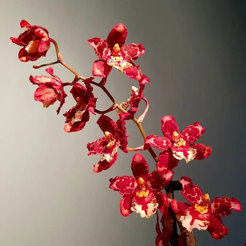 Orchid by Inca Orchid