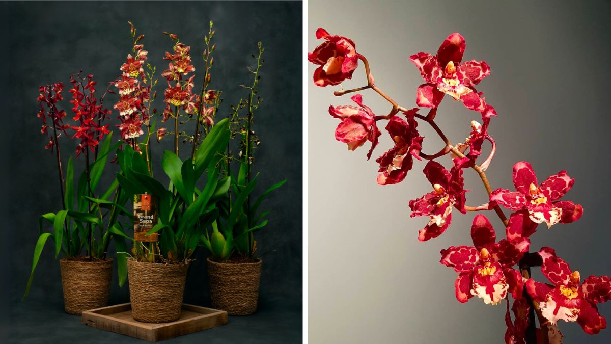 Orchids by Inca Orchids