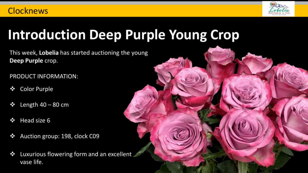 Rose Deep Purple by Fresco Flowers