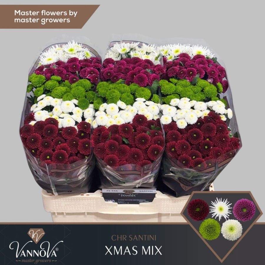 Chrysanthemum Santini XMAS MIX by VannoVa