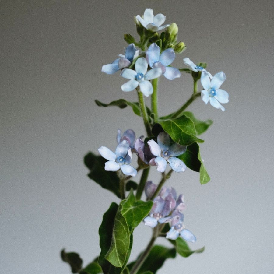 Oxypetalum by Bloom19 