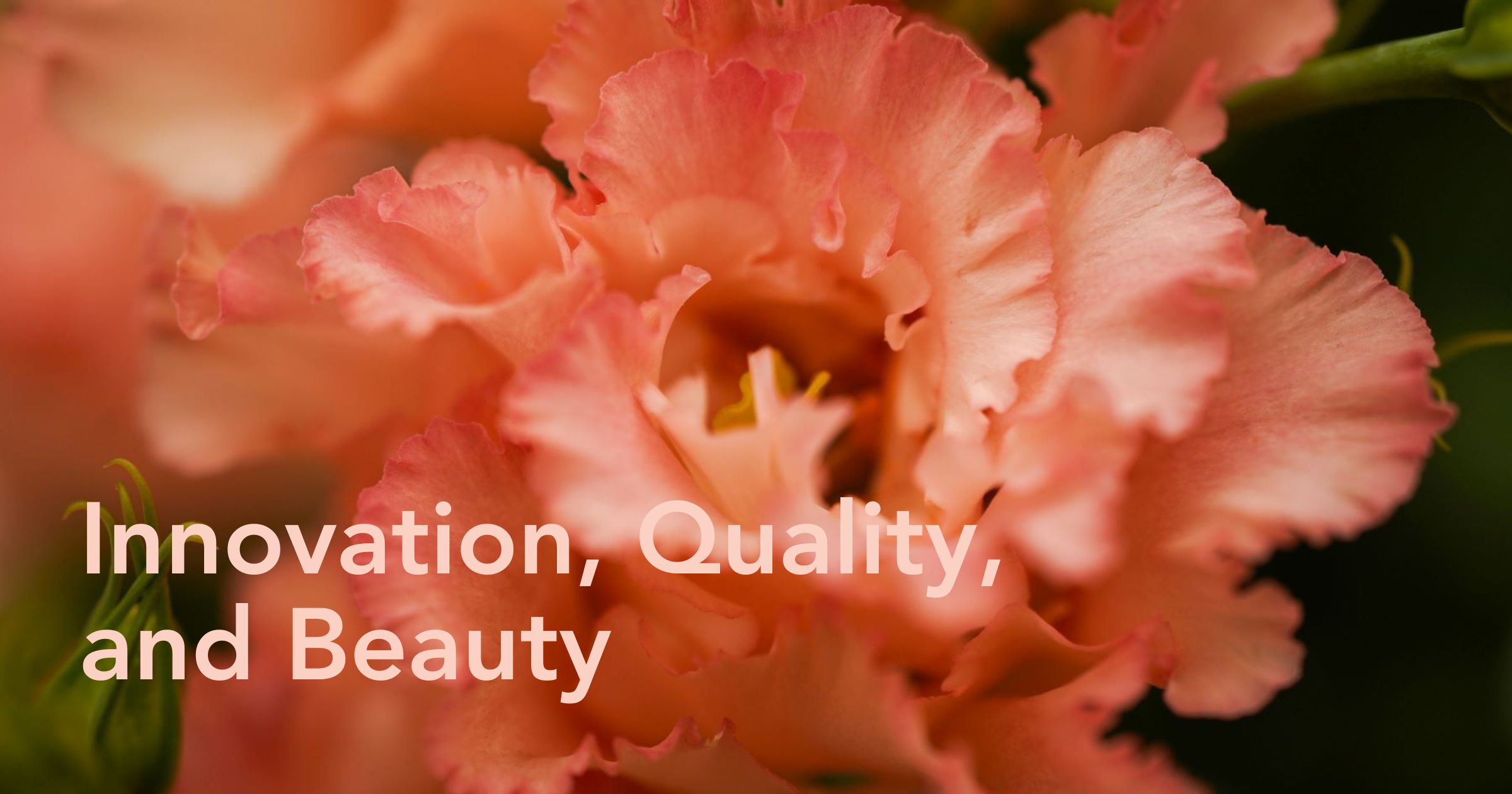 Lisianthus Corelli Coral by Decorum