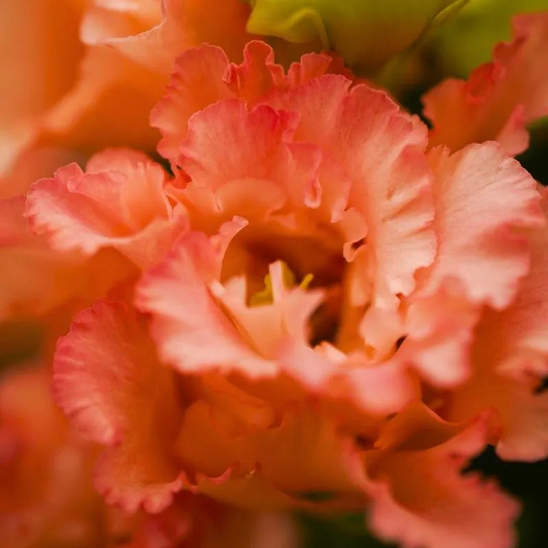 Lisianthus Corelli Coral by Decorum