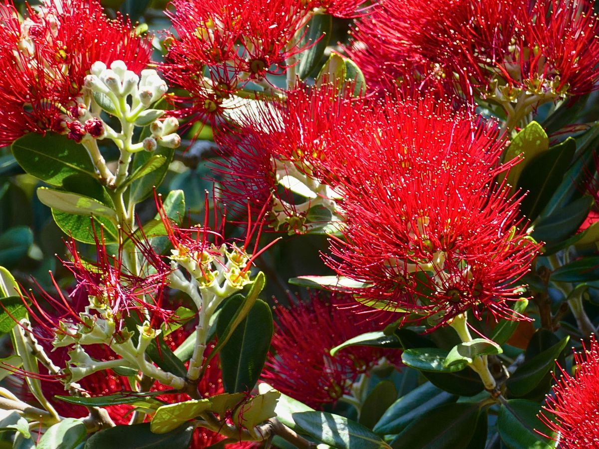 Pōhutukawa, the Crimson Christmas Tree of New Zealand