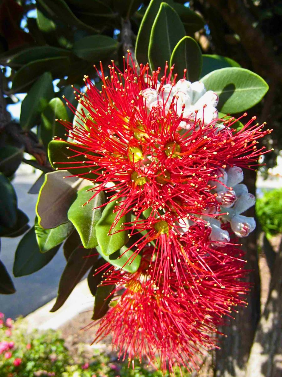 Pōhutukawa, the Crimson Christmas Tree of Aotearoa