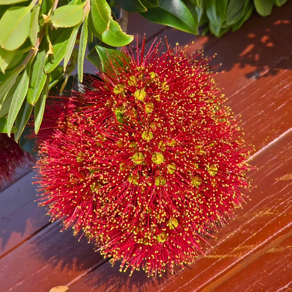 Pōhutukawa, the Crimson Christmas Tree of New Zealand
