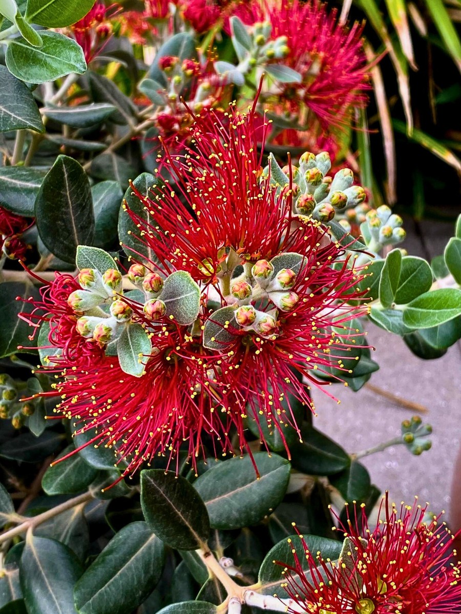 Pōhutukawa, the Crimson Christmas Tree of New Zealand