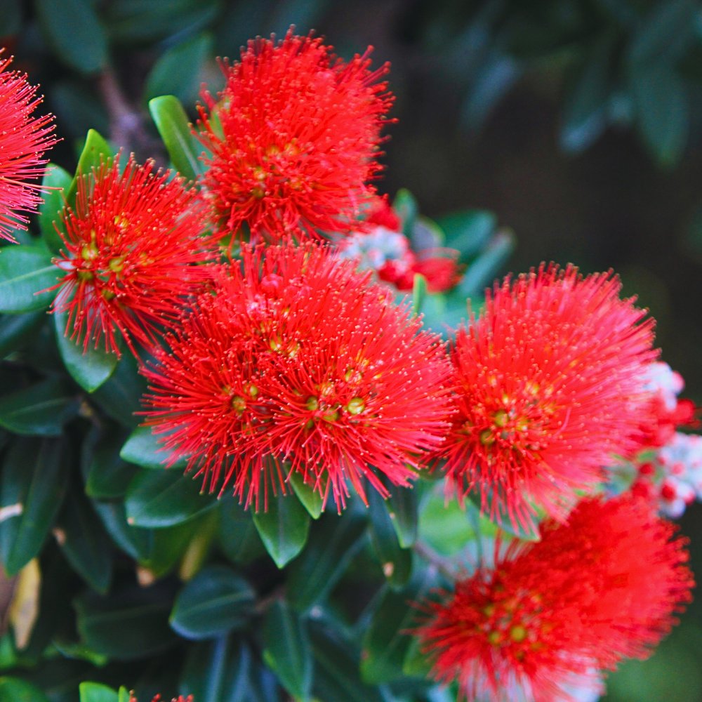 Pōhutukawa, the Crimson Flowered Christmas Tree of New Zealand - Thursd Article
